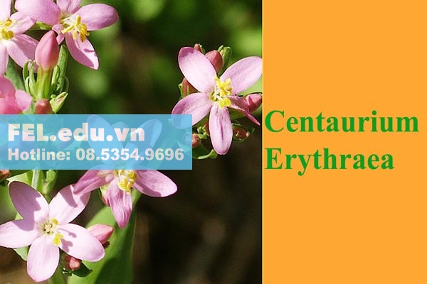 Centaurium Erythraea trong Detoxic