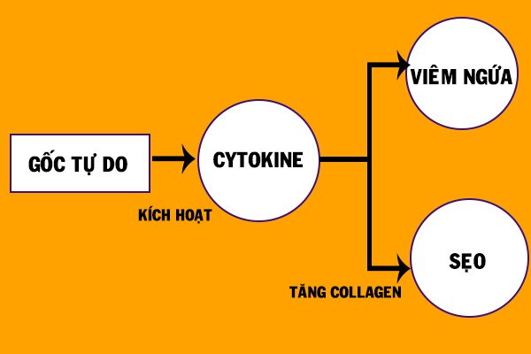 Gốc tự do là “căn nguyên giấu mặt” của các triệu chứng trong viêm da, ngứa và sẹo