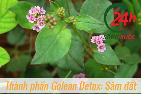 Trà thảo mộc giảm cân Golean Detox