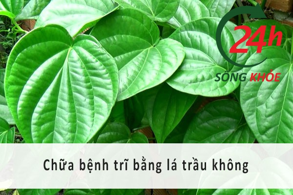 Chữa bệnh trĩ bằng lá trầu không