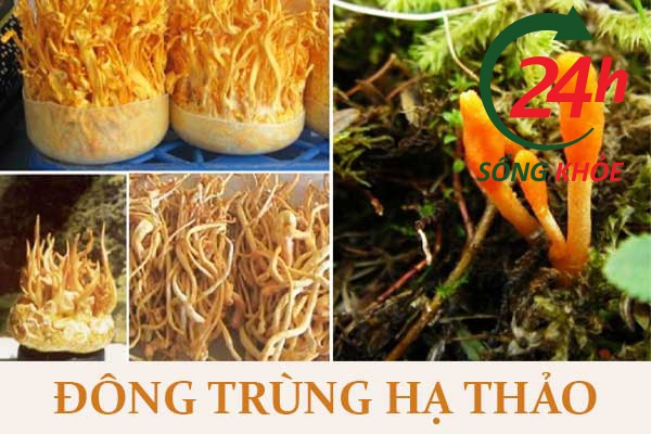 Rượu đông trùng hạ thảo là gì?