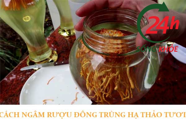 cách ngâm rượu đông trùng hạ thảo