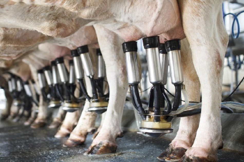 Sữa non chuẩn được sản xuất bởi APS BioGroup Hoa Kỳ